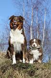 BERGER AUSTRALIEN - ADULT & PUPPY 044